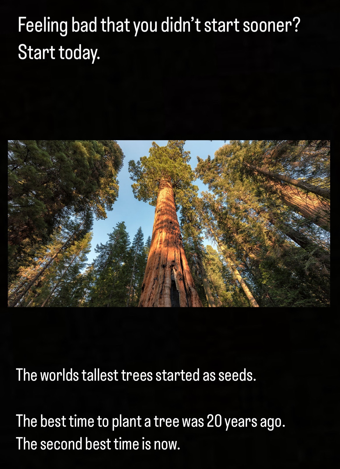 Feeling bad that you didn't start sooner? Start today. The world's tallest trees started as seeds. The best time to plant a tree was 20 years ago. The second best time is now.