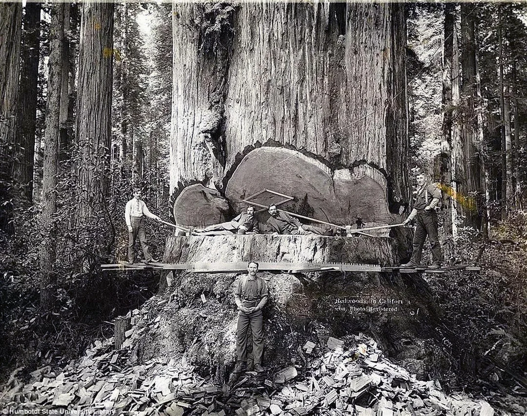 Old school lumberjacks felling a giant tree, 1889